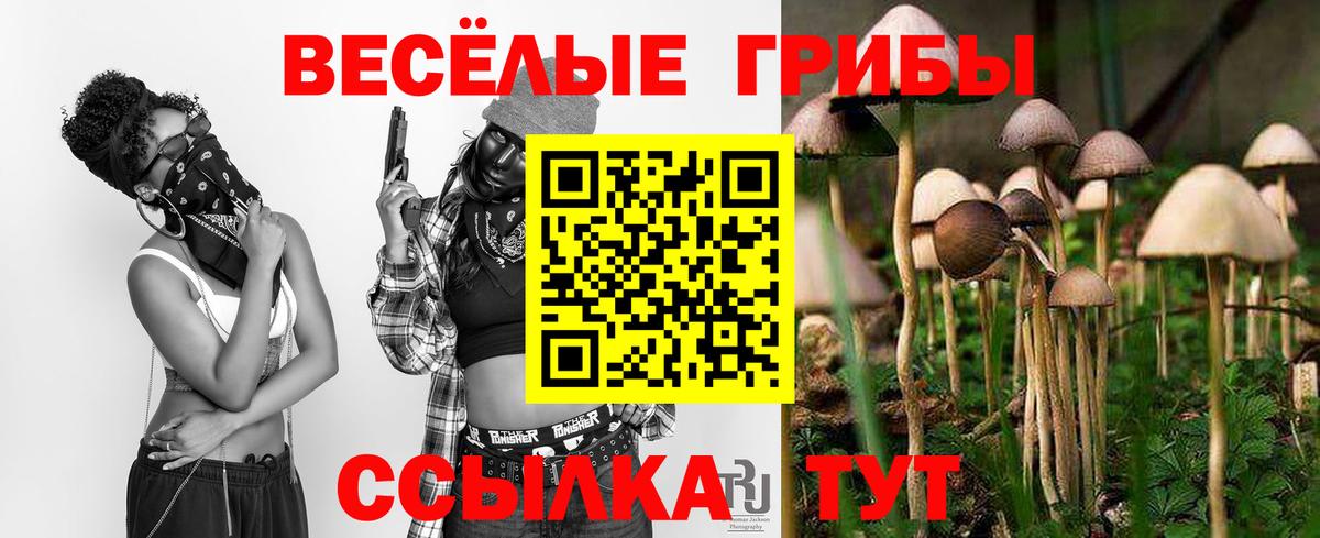 Псилоцибиновые грибы Psilocybe Муром